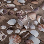 Pellicola adesiva per mobili in vinile Venus conchiglie D-c-fix