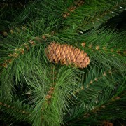 Albero di Natale realistico Amazzonia New con pigne Flora rami