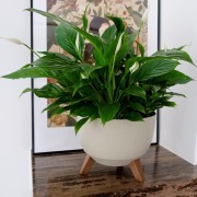 Roma portavaso da interno con piedini per piante e fiori sabbia Lamela ambientato