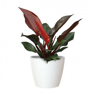 Portavaso da interno per piante e fiori Sanremo bianco lucido Artevasi 2