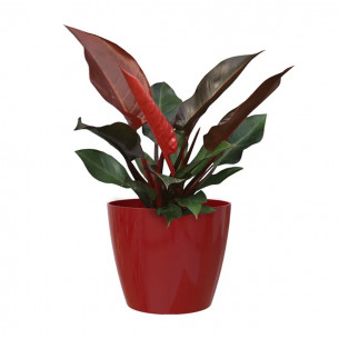 Portavaso da interno per piante e fiori Sanremo rosso scuro lucido Artevasi 2