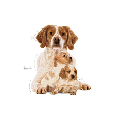 Royal Canin STARTER Mother e BabyDog...