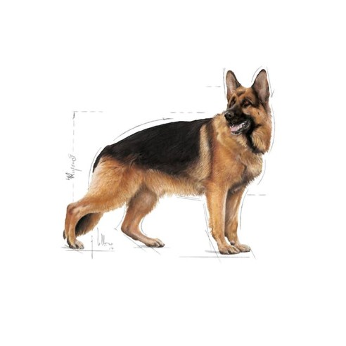 Royal Canin MAXI Adult alimento secco...