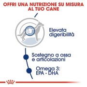 Royal Canin MAXI Adult alimento secco cane