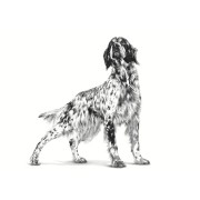 Royal Canin Hepatic dog alimento secco cane 1,5 Kg