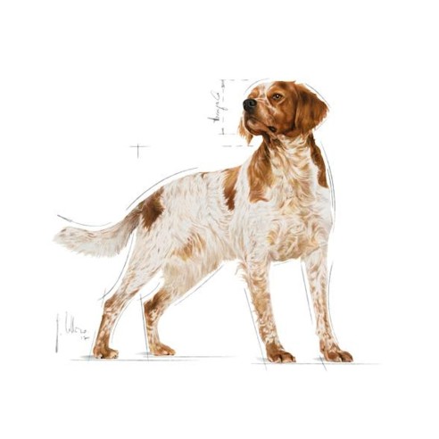 Royal Canin Medium Adult alimento...