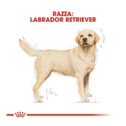 Royal Canin Labrador Retriever Adult alimento secco 12kg