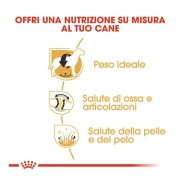 Royal Canin Labrador Retriever Adult alimento secco 12kg