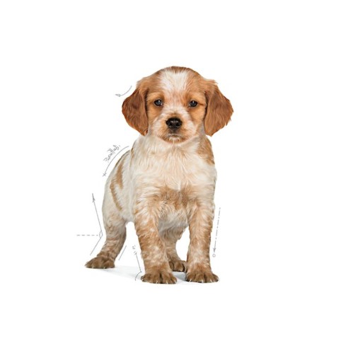 Royal Canin Puppy Medium alimento...
