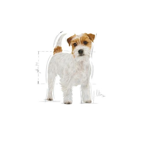 Jack Russell