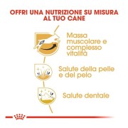 Royal Canin Jack Russell Adult alimento secco per cani crocchette