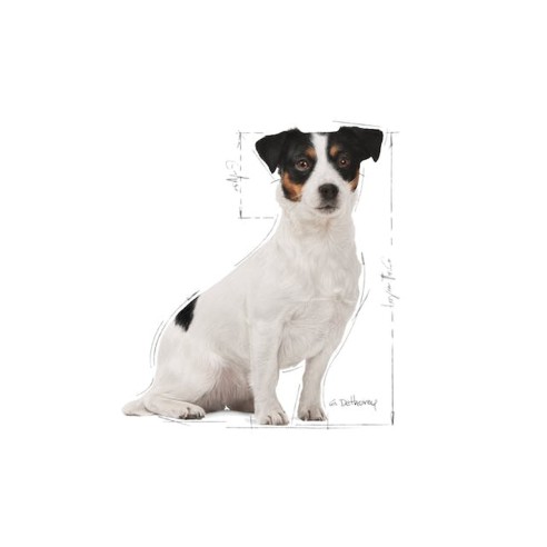 Royal Canin Mini Adult 8+ alimento...