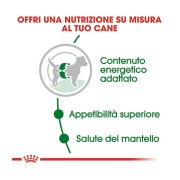 Royal Canin Mini Adult alimento secco per cani