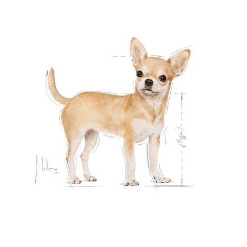 Royal Canin Chihuahua Adult alimento...