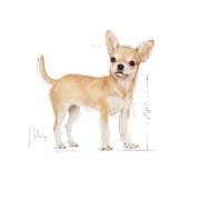 Royal Canin Chihuahua Adult alimento secco cane