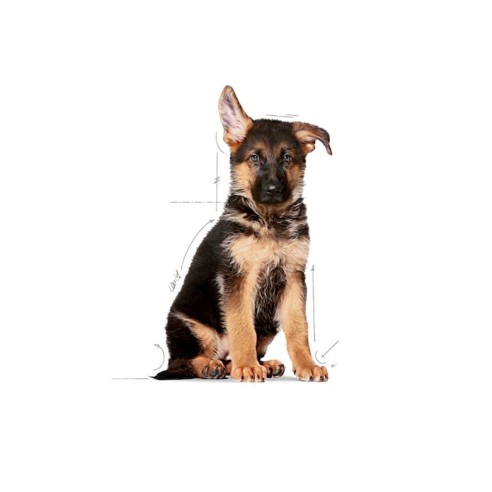 Royal Canin Puppy Maxi alimento secco...