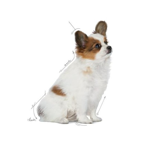 Royal Canin X-Small Puppy alimento secco cane