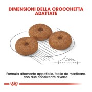 Royal Canin Mini Ageing 12+ alimento secco cane crocchette