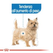 Royal Canin Mini Light Weight Care alimento secco cane