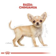 Royal Canin Chihuahua Puppy alimento secco cane 500 g
