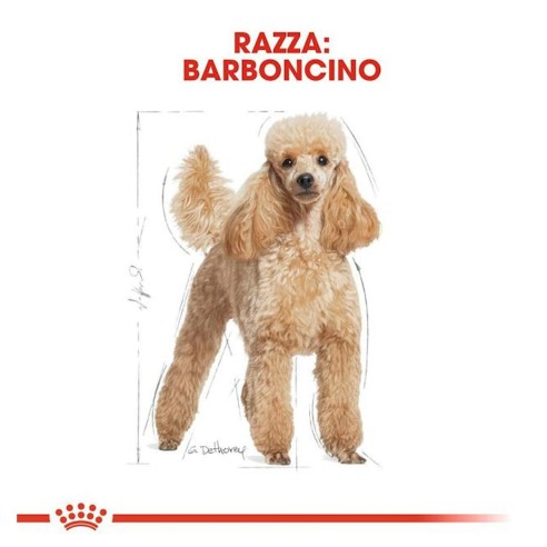 Royal Canin Barboncino Adult alimento...