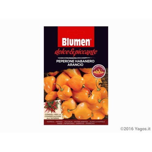 Semi-di-Habanero-Orange