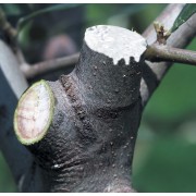 mastice-cicatrizzante-flortis-innesti