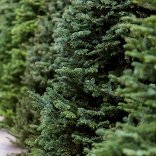 alberi-di-natale