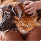 prodotti per animali in offerta