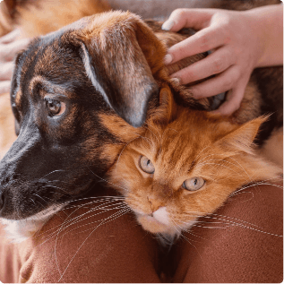 prodotti per animali