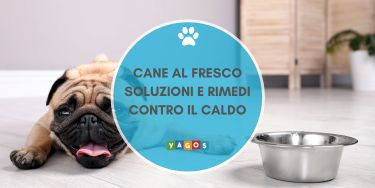 Come rinfrescare il cane quando fa troppo caldo? Eccoti alcuni consigli.